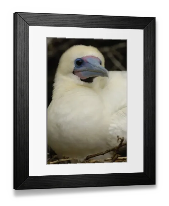 Framed Print : Red-footed booby (Sula sula websteri) White morph. Tower (Genovesa) Island. Galapagos Islands