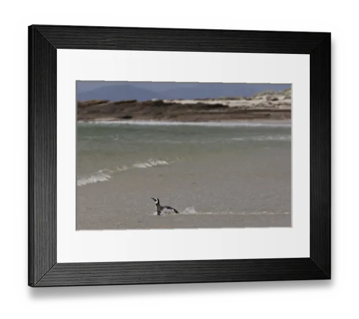 Framed Print : South America, Falkland Islands Framed Print : South America, Falkland Islands