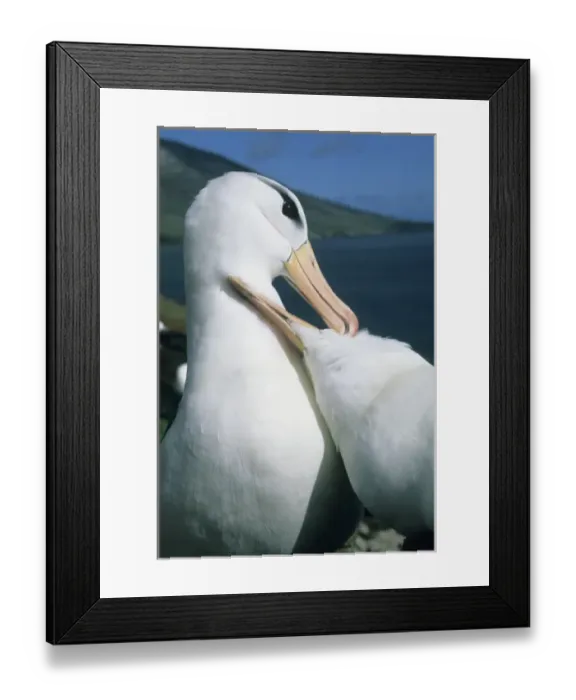 Framed Print : Black-Browed Albatross, (Diomedea melanophris), courtship, Falkland Islands Framed Print : Black-Browed Albatross, (Diomedea melanophris), courtship, Falkland Islands