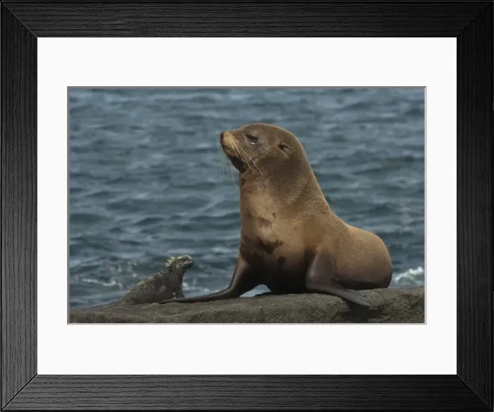Framed Print : Galapagos Fur Seal (Arctocephalus galapagoensis) and Marine Iguana (Amblyrhynchus