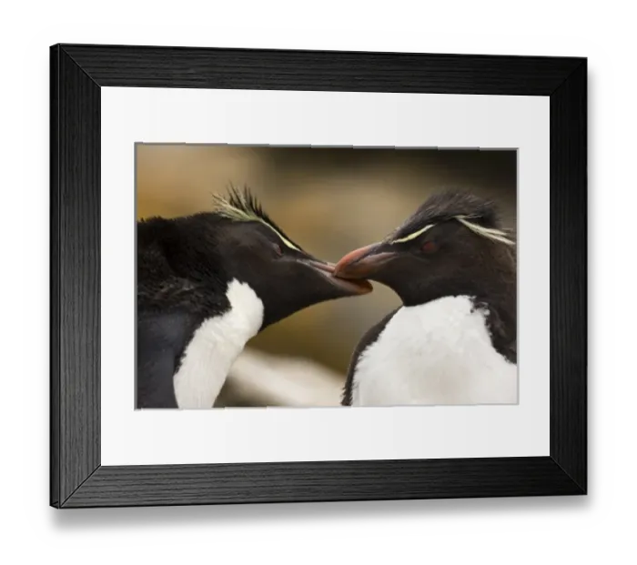 Framed Print : South America, Falkland Islands Framed Print : South America, Falkland Islands
