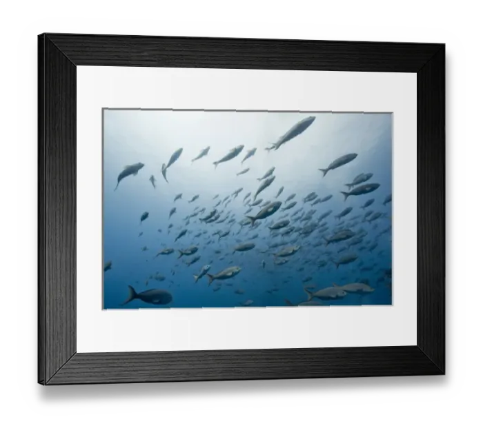 Framed Print : Ecuador, Galapagos Islands, Darwin Island, Underwater view of schooling fish