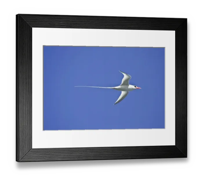 Framed Print : Ecuador. A red-billed Tropicbird in flight at Espaniola Island in the Galapagos Framed Print : Ecuador. A red-billed Tropicbird in flight at Espaniola Island in the Galapagos