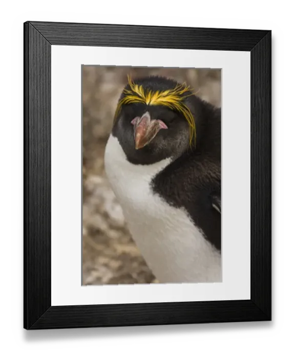 Framed Print : South America, Falkland Islands