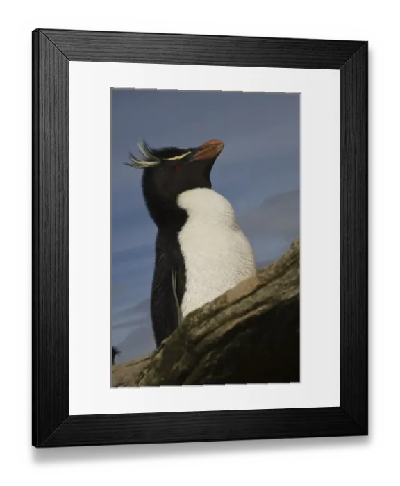 Framed Print : Rockhopper Penguin (Eudyptes chrysocome chrysocome), Keppel Island, off north coast Framed Print : Rockhopper Penguin (Eudyptes chrysocome chrysocome), Keppel Island, off north coast