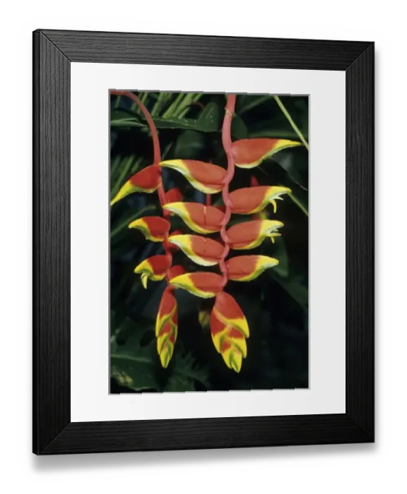 Framed Print : Heliconia, (Heliconia rostrata), Belize, Central America Framed Print : Heliconia, (Heliconia rostrata), Belize, Central America