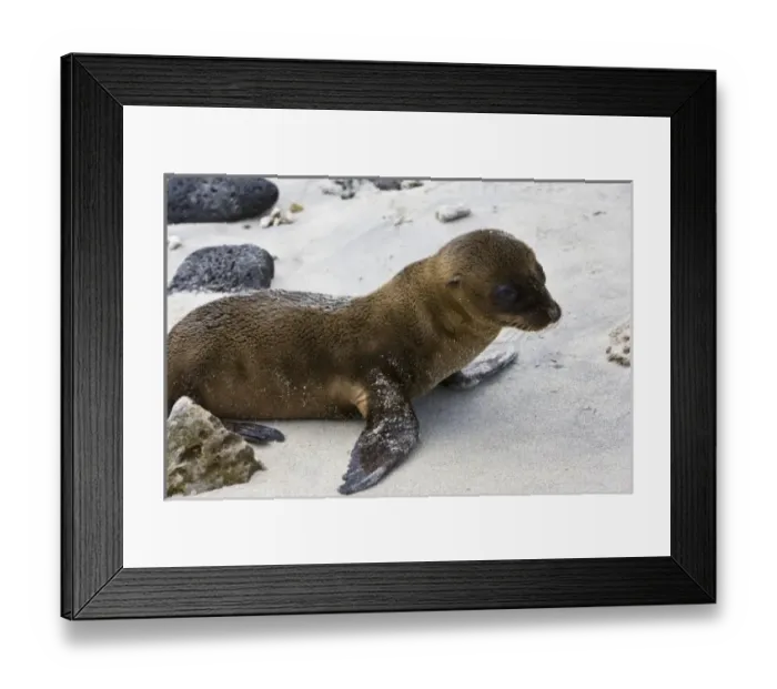 Framed Print : Galapagos Sea Lion pup Framed Print : Galapagos Sea Lion pup