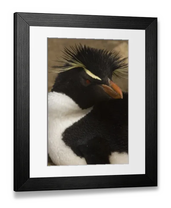 Framed Print : Rockhopper Penguin (Eudyptes chrysocome chrysocome) Pebble Island, off north coast of West Falkland