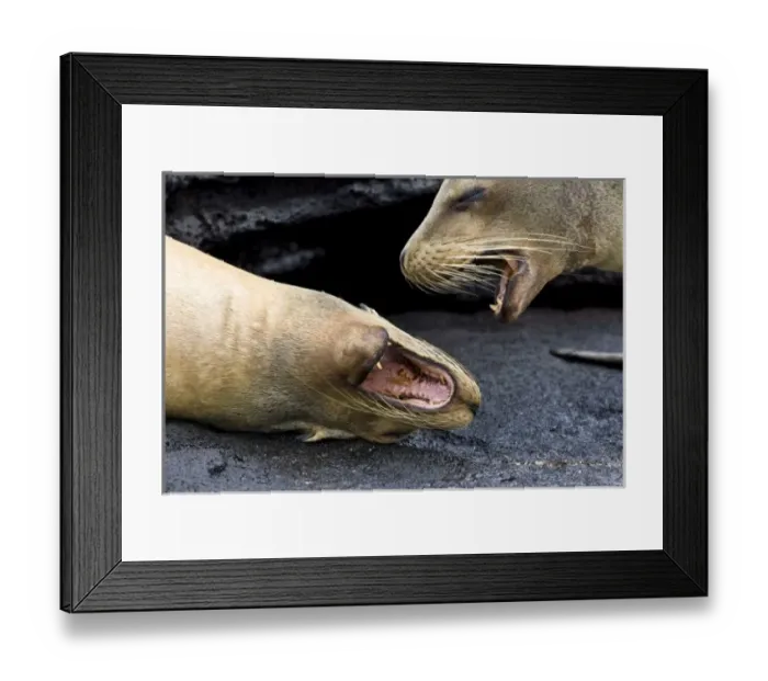 Framed Print : Central America, Ecuador Framed Print : Central America, Ecuador
