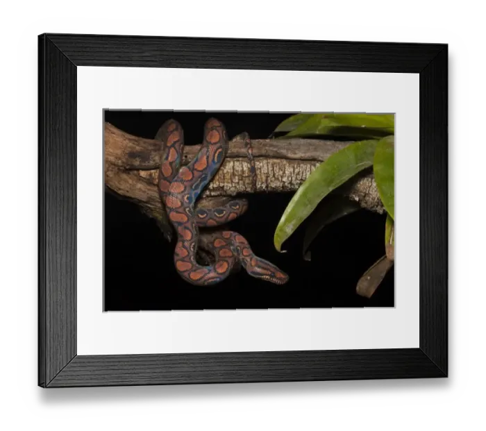 Framed Print : Captive Rainbow Boa (Epicrates cenchria cenchria). Amazon rainforest, Ecuador Framed Print : Captive Rainbow Boa (Epicrates cenchria cenchria). Amazon rainforest, Ecuador