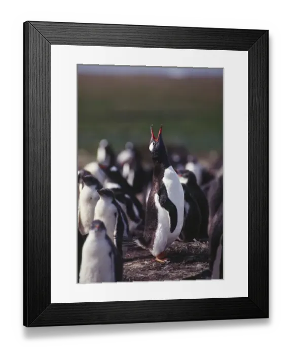 Framed Print : South Atlantic Ocean; Falkland Islands, East Falkland Island. Gentoo Penguins (Pygoscelis Framed Print : South Atlantic Ocean; Falkland Islands, East Falkland Island. Gentoo Penguins (Pygoscelis