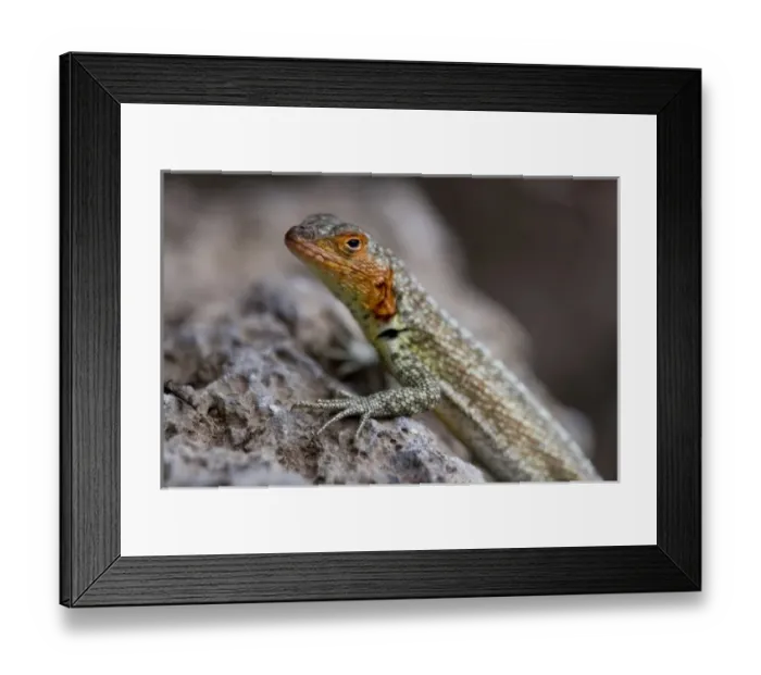 Framed Print : Ecuador, Galapagos Islands National Park, Santa Cruz Island, Puerto Ayora, Lava Lizard Framed Print : Ecuador, Galapagos Islands National Park, Santa Cruz Island, Puerto Ayora, Lava Lizard
