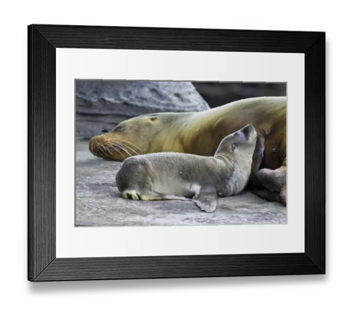 Framed Print : Ecuador. Galapagos Sea Lion pup and mother Framed Print : Ecuador. Galapagos Sea Lion pup and mother