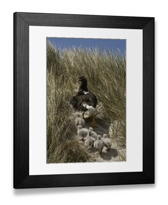 Framed Print : Kelp Goose (Chloephaga hybrida malvinarum) female with goslings, Keppel Island, Falkland Islands Framed Print : Kelp Goose (Chloephaga hybrida malvinarum) female with goslings, Keppel Island, Falkland Islands
