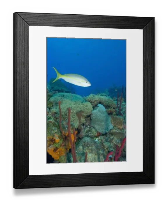 Framed Print : Yellowtail Snapper (Ocgurus chrysurus) & Erect Rope Sponge (Amphimedon compressa)