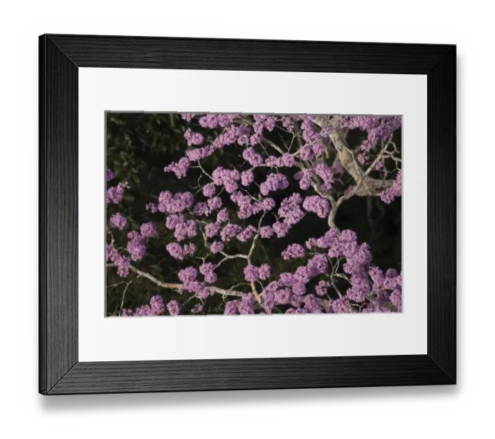 Framed Print : Rainforest Canopy with emergent flowering tree in Yasuni National Park, Amazon Rain Forest
