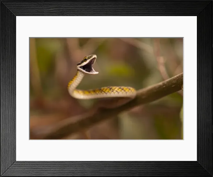 Framed Print : Brazil, Pantanal. Vine Snake (Oxybelis aeneus) defensive posture Framed Print : Brazil, Pantanal. Vine Snake (Oxybelis aeneus) defensive posture