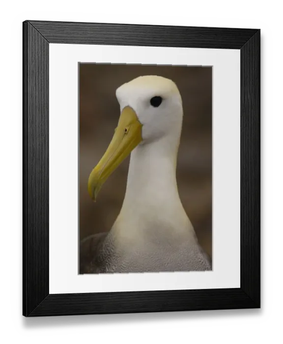 Framed Print : Central America, Ecuador Framed Print : Central America, Ecuador
