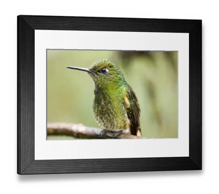 Framed Print : Central America, Ecuador