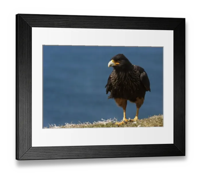 Framed Print : Striated Caracara or Johnny Rook bird (Phalcoboenus australis), on the West Falkland Framed Print : Striated Caracara or Johnny Rook bird (Phalcoboenus australis), on the West Falkland