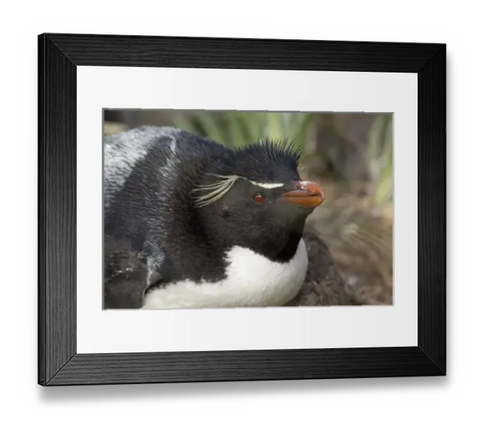 Framed Print : Unknown. Falkland Islands, West Falkland, West Point Island aka Albatross Island Framed Print : Unknown. Falkland Islands, West Falkland, West Point Island aka Albatross Island