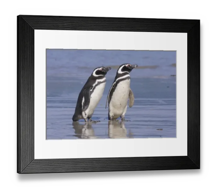Framed Print : A pair of magellanic penguins rest together on the beach after returning from feeding