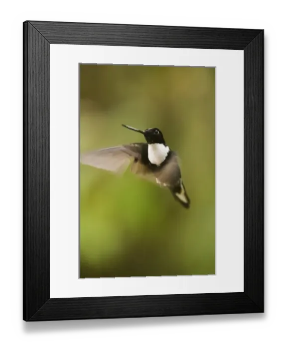Framed Print : Central America, Ecuador