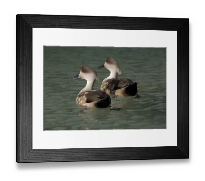Framed Print : Falkland Islands, West Falkland, Saunders Island. Patagonian crested duck pair (wild Framed Print : Falkland Islands, West Falkland, Saunders Island. Patagonian crested duck pair (wild