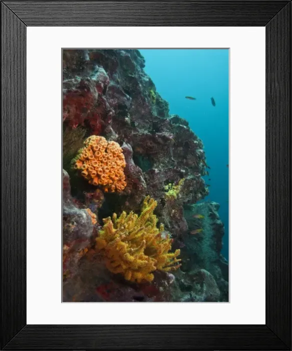 Framed Print : Sponges and mixed invertebrates, Galapagos Islands, Ecuador Framed Print : Sponges and mixed invertebrates, Galapagos Islands, Ecuador