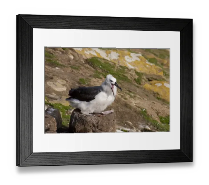 Framed Print : Falkland Islands, West Falkland, Saunders Island. Fledgling Black-browed albatross (wild Framed Print : Falkland Islands, West Falkland, Saunders Island. Fledgling Black-browed albatross (wild