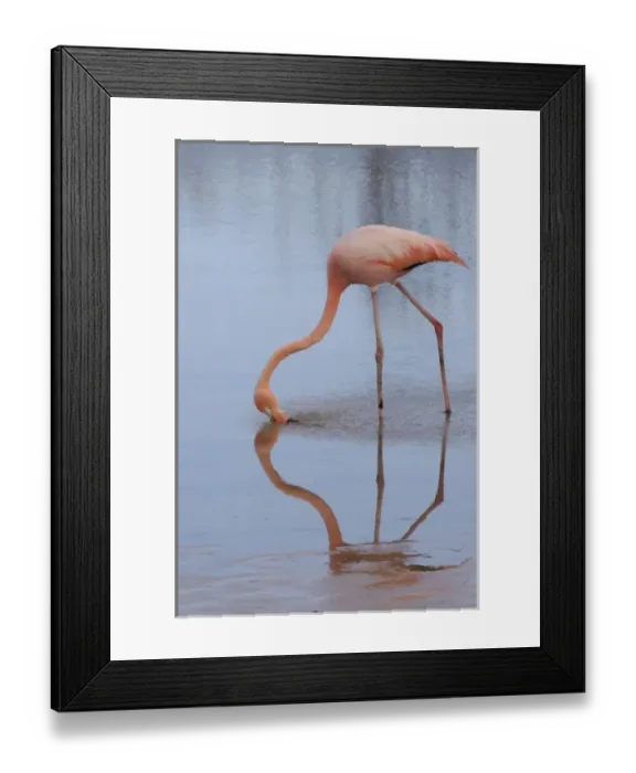 Framed Print : Greater or Caribbean Flamingo (Phoenicopterus ruber), Bachas Beach, north Santa Cruz Island Framed Print : Greater or Caribbean Flamingo (Phoenicopterus ruber), Bachas Beach, north Santa Cruz Island