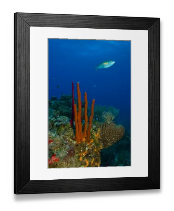 Framed Print : Erect Rope Sponge (Amphimedon compressa) & Princess Parrotfish (Scarus taeniopterus)