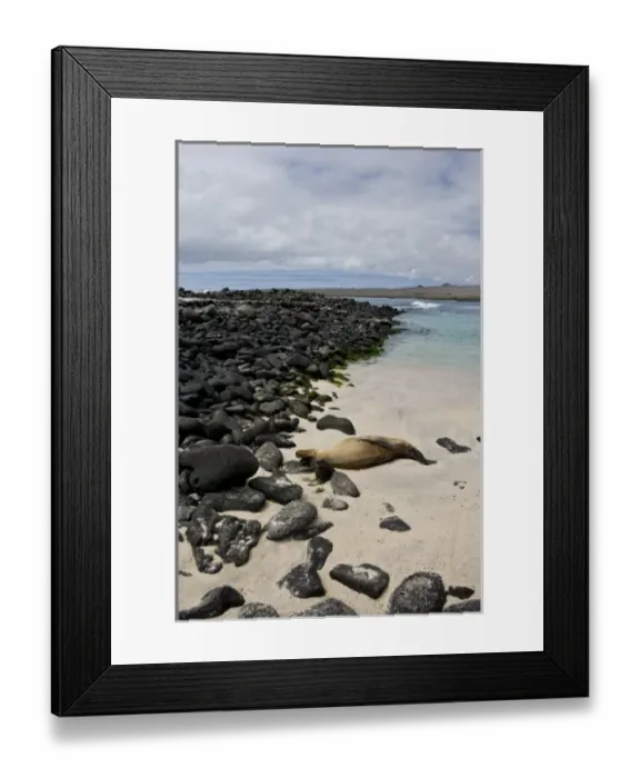 Framed Print : Ecuador. A female sea lion and her young pup rest on a beach in the Galapagos Islands Framed Print : Ecuador. A female sea lion and her young pup rest on a beach in the Galapagos Islands