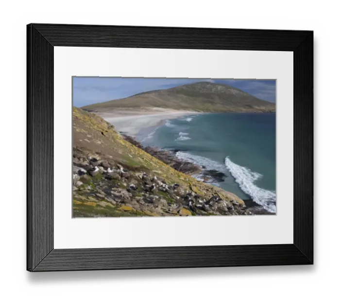 Framed Print : South America, Falkland Islands Framed Print : South America, Falkland Islands