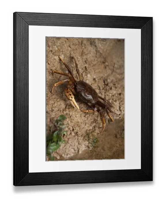 Framed Print : South American Freshwater Crab, (Pseudothelpusidae, Kingsleya sp. ) Family of freshwater
