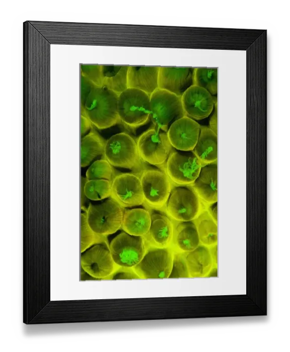 Framed Print : Central America, Belize Framed Print : Central America, Belize