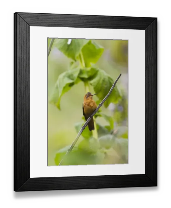 Framed Print : Central America, Ecuador