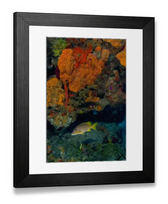 Framed Print : Yellow Snapper and Orange Encrusting Sponge (Diplastrealla sp. ) Hol Chan Marine Preserve Framed Print : Yellow Snapper and Orange Encrusting Sponge (Diplastrealla sp. ) Hol Chan Marine Preserve