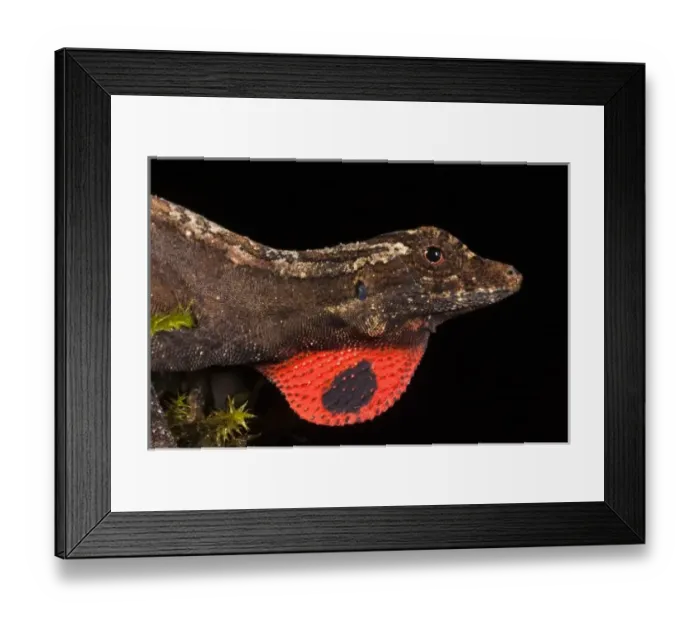 Framed Print : Masked Treefrog (Smilisca phaeota) captive, Choca Region of NW Ecuador Framed Print : Masked Treefrog (Smilisca phaeota) captive, Choca Region of NW Ecuador