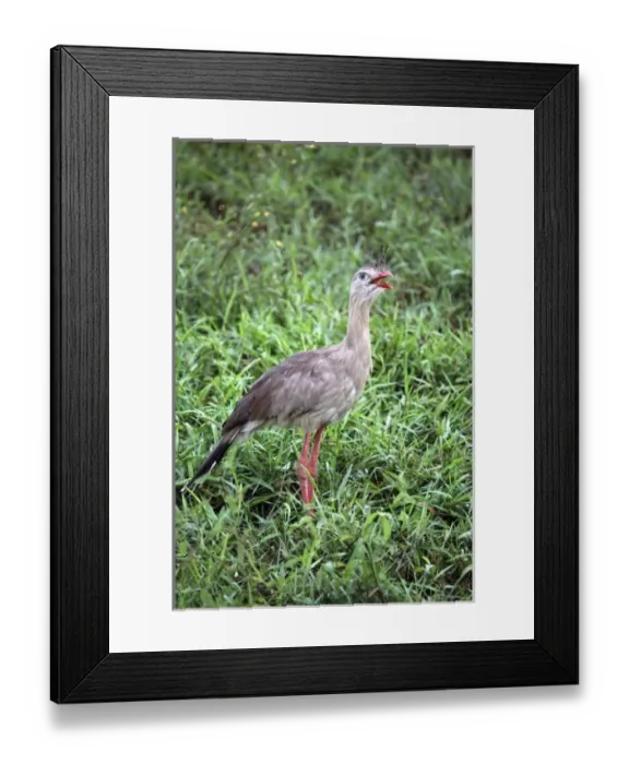 Framed Print : South America, Brazil, Pantanal. The Red-Legged Seriema or Crested Cariama of the Pantanal Framed Print : South America, Brazil, Pantanal. The Red-Legged Seriema or Crested Cariama of the Pantanal
