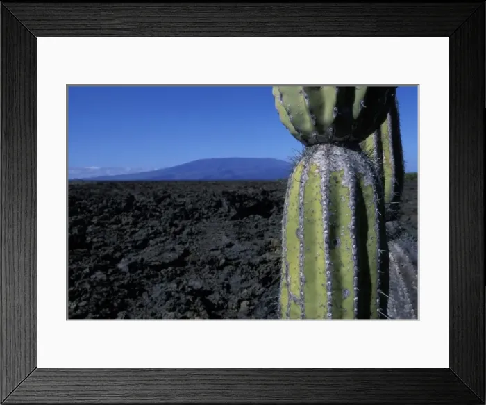 Framed Print : Ecuador, Galapagos Islands, Lone cactus and Cerro Azul volcano in barren landscape