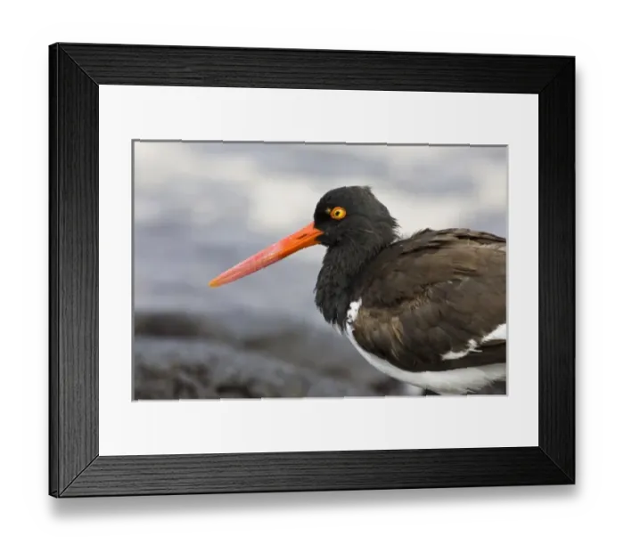 Framed Print : Galapagos Oystercatcher. Galapagos Islands. Ecuador Framed Print : Galapagos Oystercatcher. Galapagos Islands. Ecuador