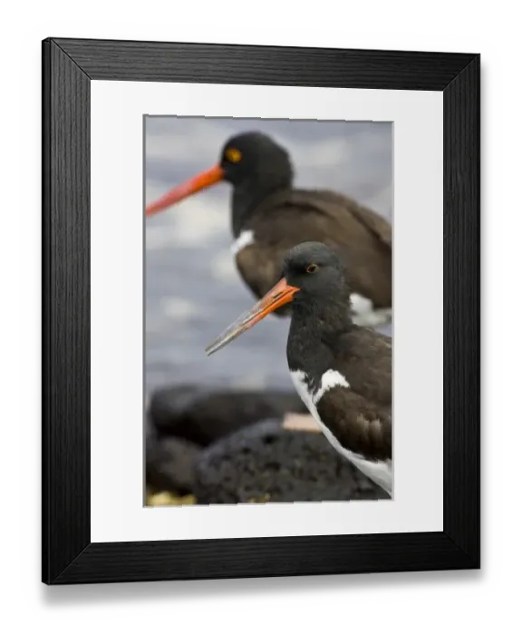 Framed Print : Galapagos Oystercatcher. Galapagos Islands. Ecuador Framed Print : Galapagos Oystercatcher. Galapagos Islands. Ecuador