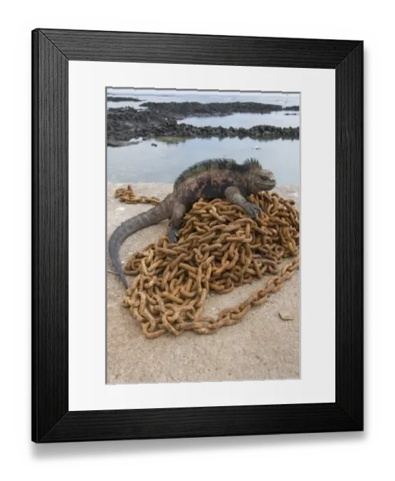 Framed Print : Ecuador, Galapagos Islands National Park, Santa Cruz Island, Puerto Ayora, Marine Iguana Framed Print : Ecuador, Galapagos Islands National Park, Santa Cruz Island, Puerto Ayora, Marine Iguana