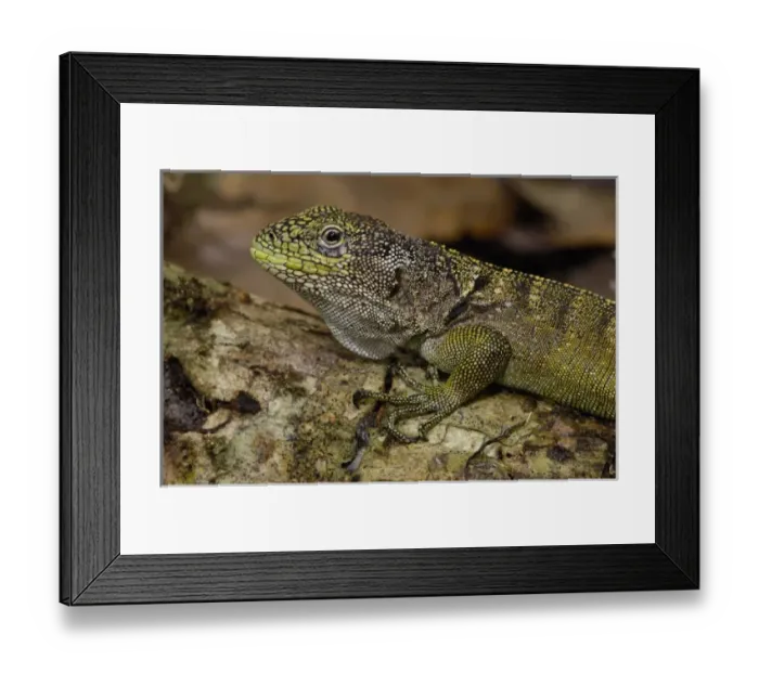 Framed Print : Central America, Ecuador