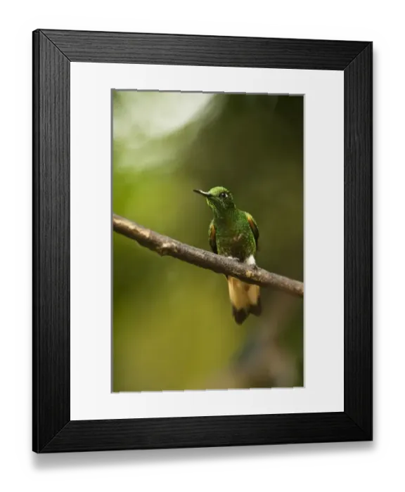 Framed Print : Central America, Ecuador Framed Print : Central America, Ecuador
