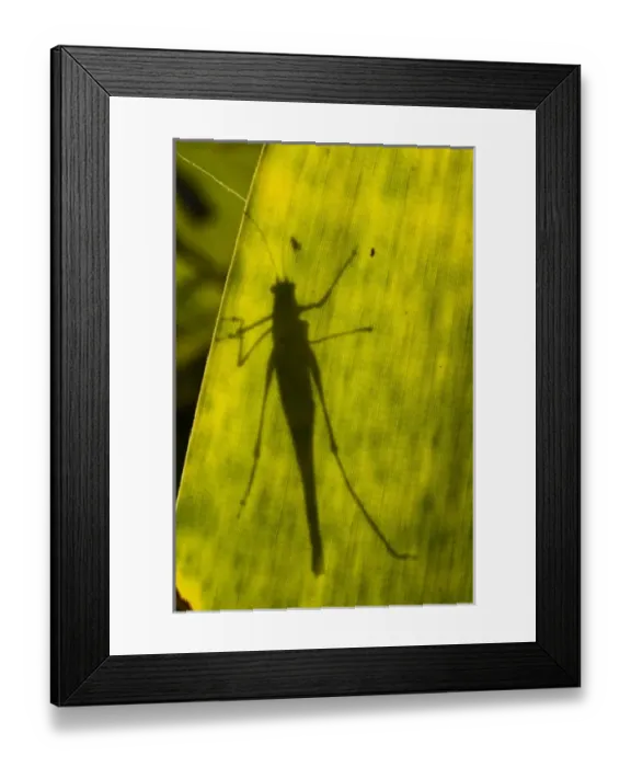 Framed Print : Central America, Ecuador