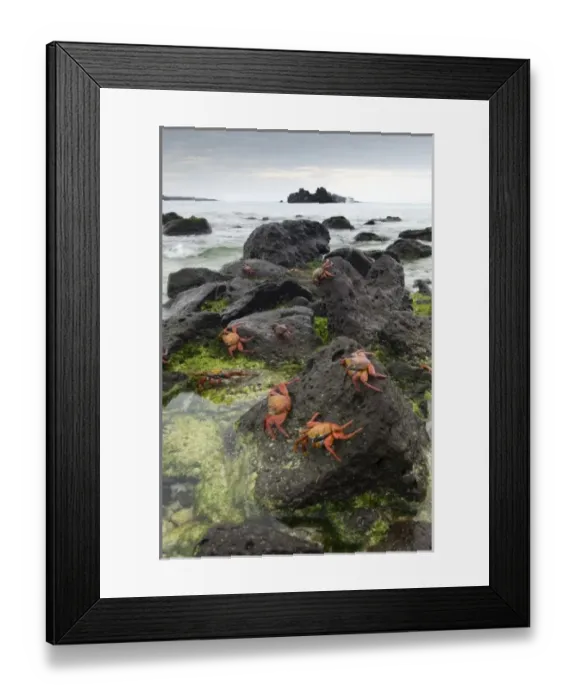 Framed Print : Unknown. Sally Lightfoot Crabs (Grapsus grapsus) along the shoreline Espanola Island Framed Print : Unknown. Sally Lightfoot Crabs (Grapsus grapsus) along the shoreline Espanola Island