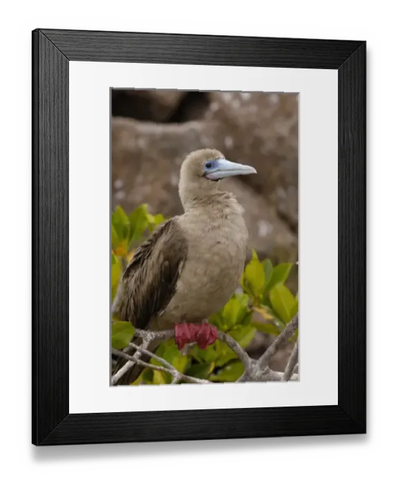 Framed Print : Red-footed booby (Sula sula websteri) sitting on a branch, Tower (Genovesa) Island Framed Print : Red-footed booby (Sula sula websteri) sitting on a branch, Tower (Genovesa) Island