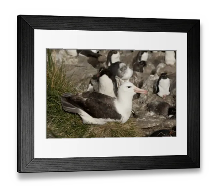 Framed Print : Falkland Islands, West Falkland, West Point Island. Black-browed albatross on nest (wild